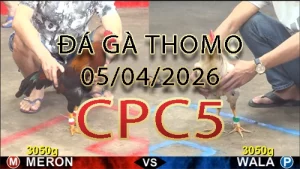 Video phát lại đá gà trực tiếp CPC5 ngày 05042026