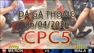 Video phát lại đá gà trực tiếp CPC5 ngày 06042026