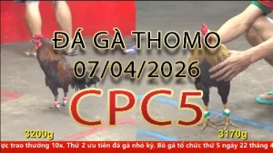 Video phát lại đá gà trực tiếp CPC5 ngày 07042026