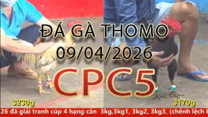 Video phát lại đá gà trực tiếp CPC5 ngày 09042026