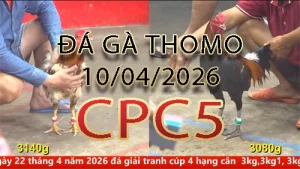Video phát lại đá gà trực tiếp CPC5 ngày 10042026