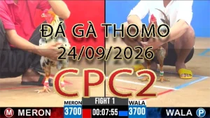 Video phát lại đá gà trực tiếp CPC2 ngày 24092026