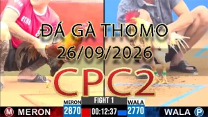 Video phát lại đá gà trực tiếp CPC2 ngày 26092026
