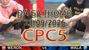 Video phát lại đá gà trực tiếp CPC5 ngày 23092026
