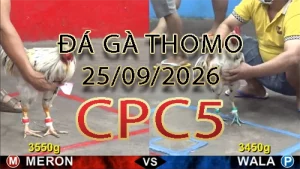 Video phát lại đá gà trực tiếp CPC5 ngày 25092026