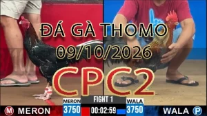 Video phát lại đá gà trực tiếp CPC2 ngày 09102026