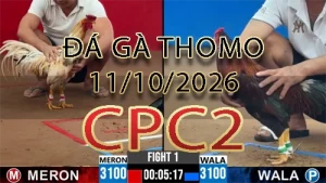 Video phát lại đá gà trực tiếp CPC2 ngày 11102026