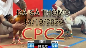 Video phát lại đá gà trực tiếp CPC2 ngày 13102026