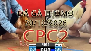 Video phát lại đá gà trực tiếp CPC2 ngày 20102026